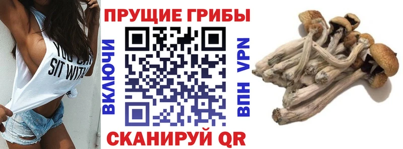Псилоцибиновые грибы мухоморы Борзя