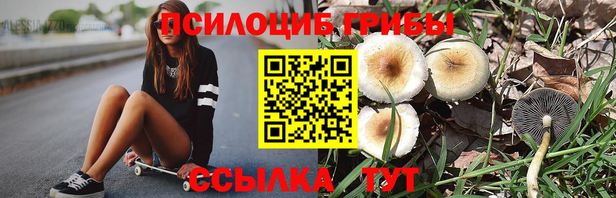 Галлюциногенные грибы Psilocybe  Псилоцибиновые грибы прущие грибы  Борзя 