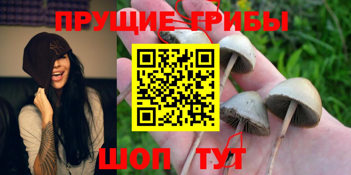 Галлюциногенные грибы Cubensis Борзя